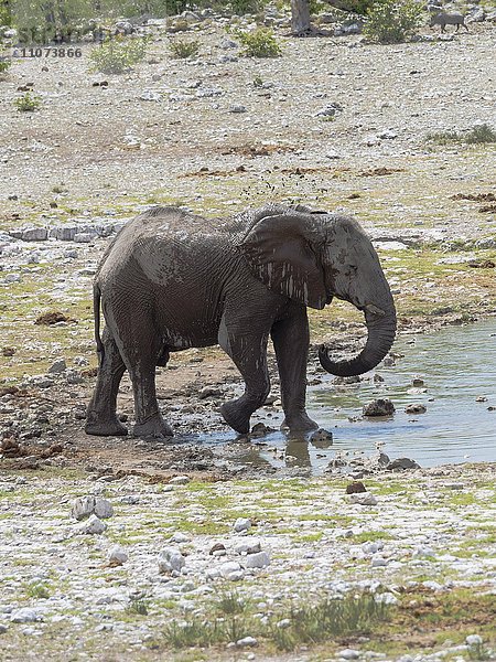 Afrikanischer Elefant (Loxodonta africana) am Wasserloch Okaukuejo  Etosha Nationalpark  Namibia  Afrika