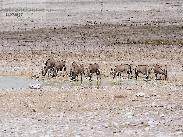 Oryxantilopen (Oryx gazella)  Herde an Wasserstelle in trockener landschaft  Etosha Nationalpark  Namibia  Afrika