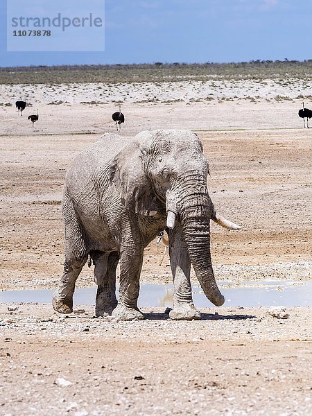 Afrikanischer Elefant (Loxodonta africana)  Elefantenbulle hat sich an einem Wasserloch mit Schlamm besprüht  ausgetrocknete Landschaft  Etosha Nationalpark  Namibia  Afrika