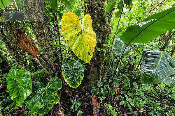 Vegetation im Regenwald  Nationalpark Corcovado  Costa Rica  Nordamerika