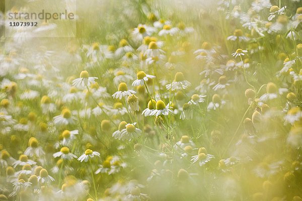 Blüten der Kamille (Matricaria chamomilla)  Busch  Strauch  Deutschland  Europa