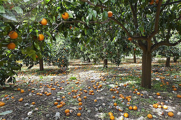 Heruntergefallene  faule und vergammelte Orangen am Boden eines Orangenhains  Plantage in Sizilien  Italien  Europa