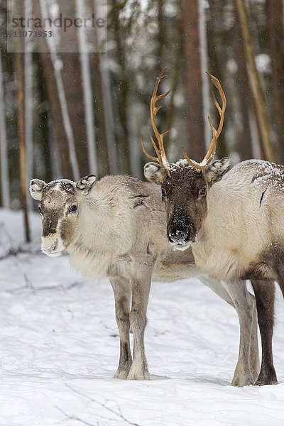 Zwei Rentiere (Rangifer tarandus) im Schnee  captive  Kivilompolio  Nähe Rovaniemi  Lappland  Finnland  Europa