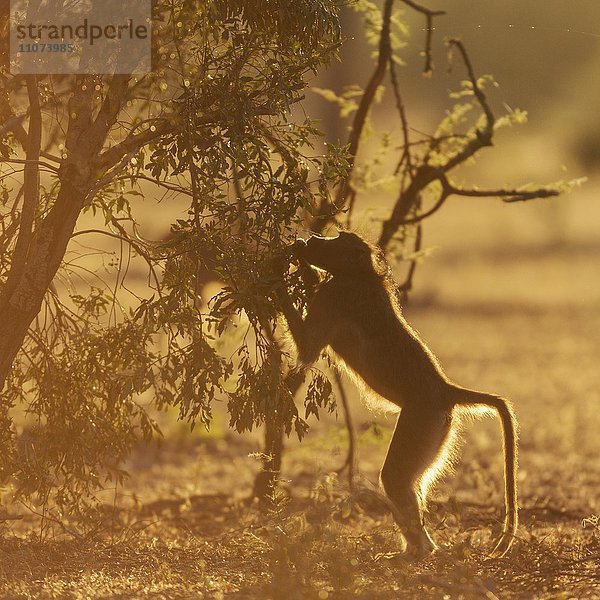 Bärenpavian oder Tschakma (Papio ursinus) frisst an Busch  Gegenlicht  Manyeleti Game Reserve  Südafrika