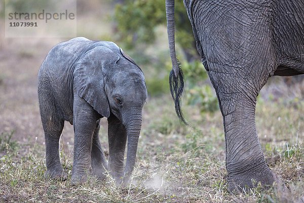 Afrikanische Elefanten (Loxodonta africana)  Jungtier hinter Muttertier  Timbavati Game Reserve  Südafrika