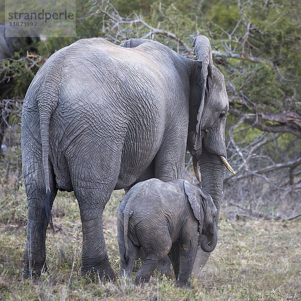 Afrikanische Elefanten (Loxodonta africana)  Jungtier neben Muttertier  Timbavati Game Reserve  Südafrika