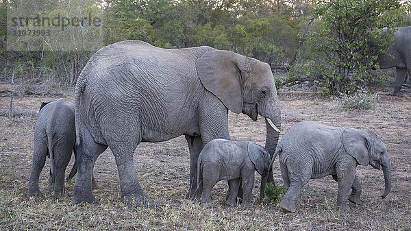 Afrikanische Elefanten (Loxodonta africana)  Elefantenkuh mit drei Jungtieren  Timbavati Game Reserve  Südafrika