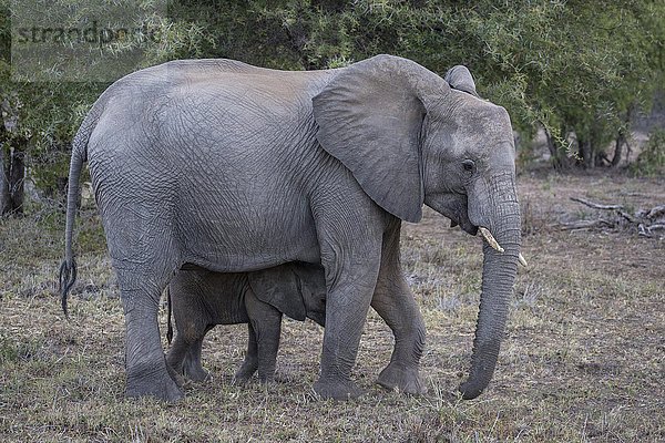 Afrikanische Elefanten (Loxodonta africana)  Jungtier versteckt sich unter Muttertier  Timbavati Game Reserve  Südafrika