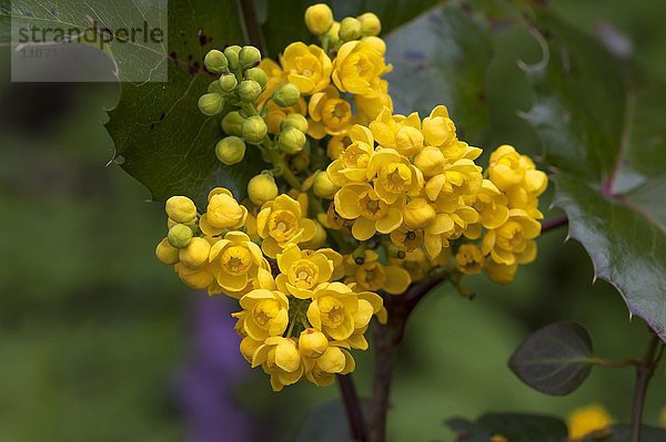 Gelbe Blüten einer Gewöhnlichen Mahonie oder Stechdornblättrige Mahonie (Mahonia aquifolium)  Bayern  Deutschland  Europa