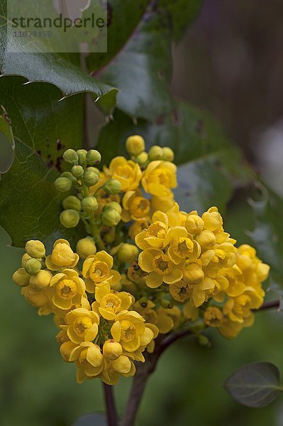 Gelbe Blüten einer Gewöhnlichen Mahonie oder Stechdornblättrige Mahonie (Mahonia aquifolium)  Bayern  Deutschland  Europa