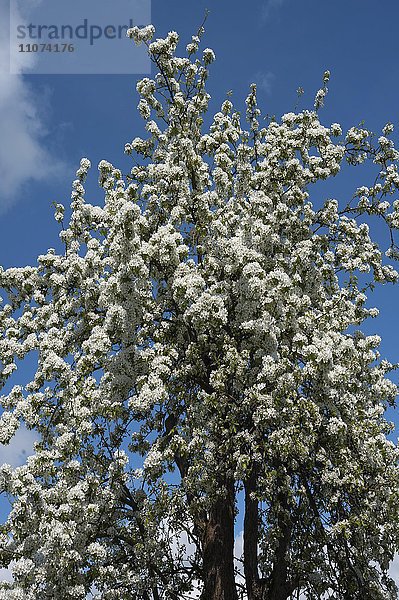 Blühender Birnbaum (Pyrus)  Bayern  Deutschland  Europa