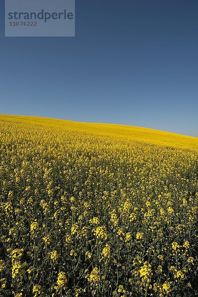 Großes blühendes Rapsfeld (Brassica napus)  blauer Himmel  Schwerin  Mecklenburg-Vorpommern  Deutschland  Europa