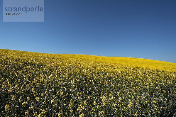 Großes blühendes Rapsfeld (Brassica napus)  blauer Himmel  Schwerin  Mecklenburg-Vorpommern  Deutschland  Europa