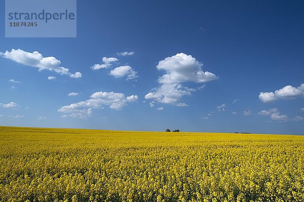 Blühendes Rapsfeld (Brassica napus)  blauer Wolkenhimmel  Mecklenburg-Vorpommern  Deutschland  Europa