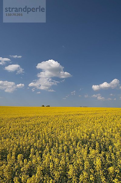 Blühendes Rapsfeld (Brassica napus)  blauer Wolkenhimmel  Mecklenburg-Vorpommern  Deutschland  Europa