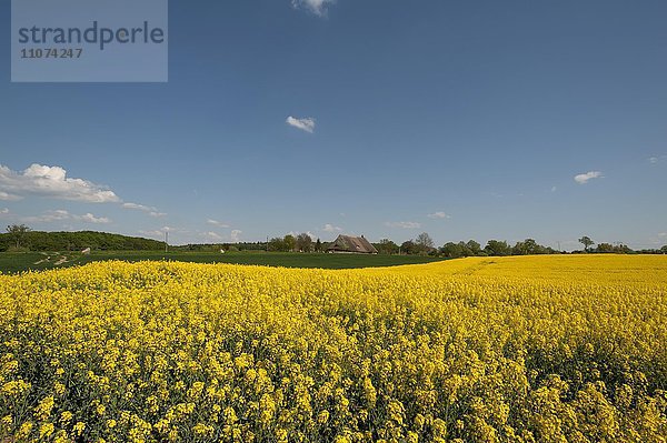 Blühendes Rapsfeld (Brassica napus)  blauer Wolkenhimmel  hinten reetgedecktes Bauernhaus  Mecklenburg-Vorpommern  Deutschland  Europa