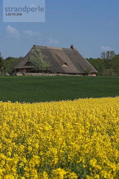 Reetgedecktes Bauernhaus  blühendes Rapsfeld (Brassica napus)  Mecklenburg-Vorpommern  Deutschland  Europa