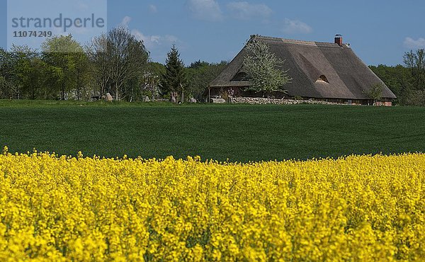 Reetgedecktes Bauernhaus  blühendes Rapsfeld (Brassica napus)  Mecklenburg-Vorpommern  Deutschland  Europa