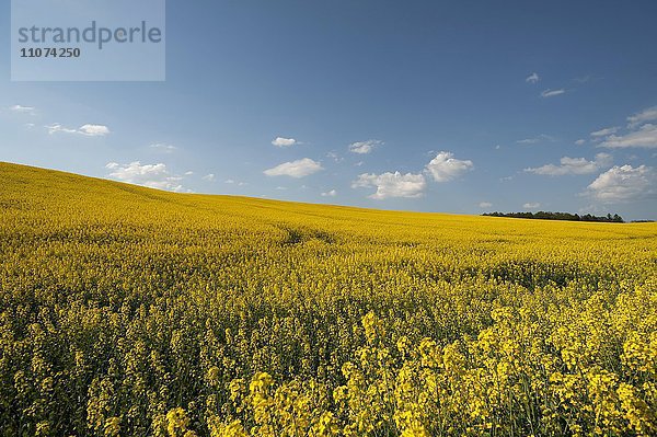 Blühendes Rapsfeld (Brassica napus)  blauer Wolkenhimmel  Mecklenburg-Vorpommern  Deutschland  Europa