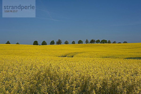 Blühendes Rapsfeld (Brassica napus)  blauer Himmel  hinten Lindenalle (Tilia platyphyllos)  Mecklenburg-Vorpommern  Deutschland  Europa