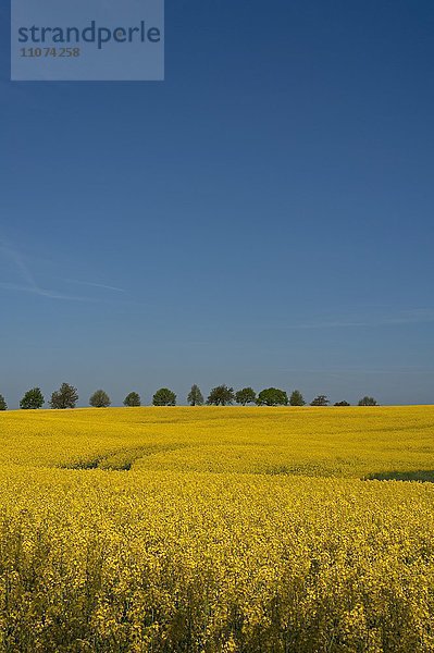 Blühendes Rapsfeld (Brassica napus)  blauer Himmel  hinten Lindenalle (Tilia platyphyllos)  Mecklenburg-Vorpommern  Deutschland  Europa