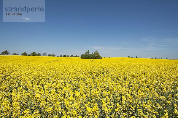 Blühendes Rapsfeld (Brassica napus)  blauer Himmel  Mecklenburg-Vorpommern  Deutschland  Europa