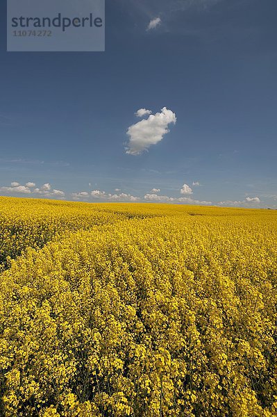 Blühendes Rapsfeld (Brassica napus)  blauer Himmel mit kleinen Wolken  Mecklenburg-Vorpommern  Deutschland  Europa