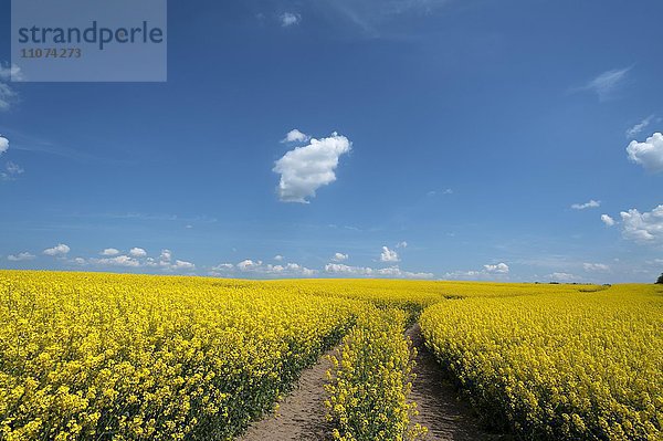 Weg durch blühendes Rapsfeld (Brassica napus)  blauer Himmel mit kleinen Wolken  Mecklenburg-Vorpommern  Deutschland  Europa