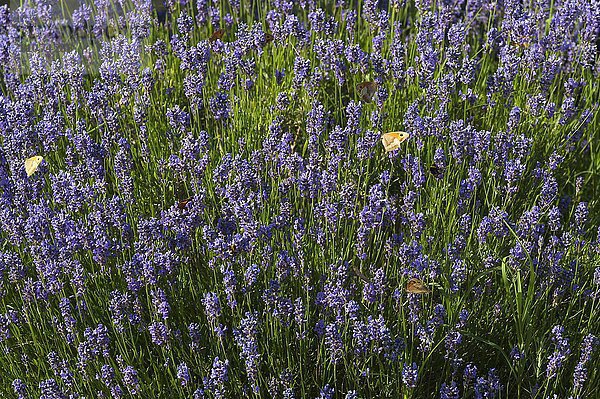 Blühender Echter Lavendel (Lavandula angustifolia) mit Schmetterlingen  Vandée  Frankreich  Europa