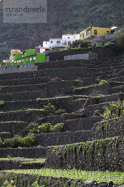 Terrassenfelder bei Agulo  La Gomera  Kanarische Inseln  Spanien  Europa