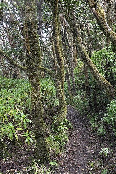 Wanderweg durch bemooste Bäume im Lorbeerwald  Nationalpark Garajonay  La Gomera  Kanarische Inseln  Spanien  Europa