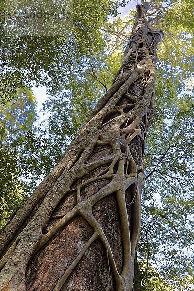 Würgefeige (Ficus virens) umklammert Baum  Fraser Island  Great Sandy National Park  Queensland  Australien  Ozeanien