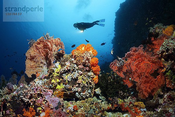 Taucher an Steilwand betrachtet Korallenriff mit Fischen  Niederen Tieren und Korallen  Großes Barriereriff  Queensland  Cairns  Pazifischer Ozean  Australien  Ozeanien