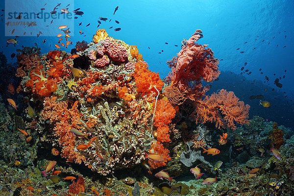 Korallenblock  Fische  Niedere Tiere  Steinkoralle  Weichkoralle  Gorgonie  Schwamm  Seescheide  Großes Barriereriff  Queensland  Cairns  Pazifischer Ozean  Australien  Ozeanien