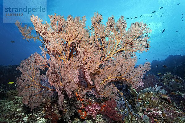 Große Gorgonie (Melthaea sp.)  Großes Barriereriff  Queensland  Cairns  Pazifischer Ozean  Australien  Ozeanien