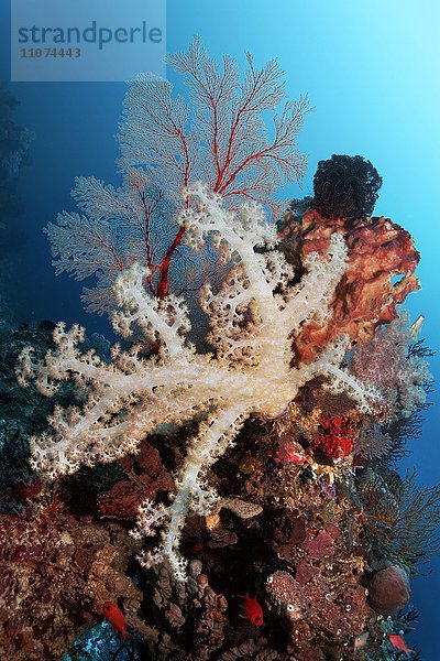 Korallenriff mit verschiedenen Weichkorallen (Dendronenephthya sp.)  Schwämme (Porifera)  Feder Sterne (Crinoidea) und Gorgonien  Großes Barriereriff  Queensland  Cairns  Pazifischer Ozean  Australien  Ozeanien