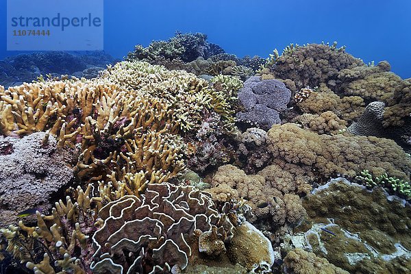 Unterwasserlandschaft  Korallengarten  verschiedenen Steinkorallen auf Riffdach  Großes Barriereriff  Queensland  Cairns  Pazifischer Ozean  Australien  Ozeanien