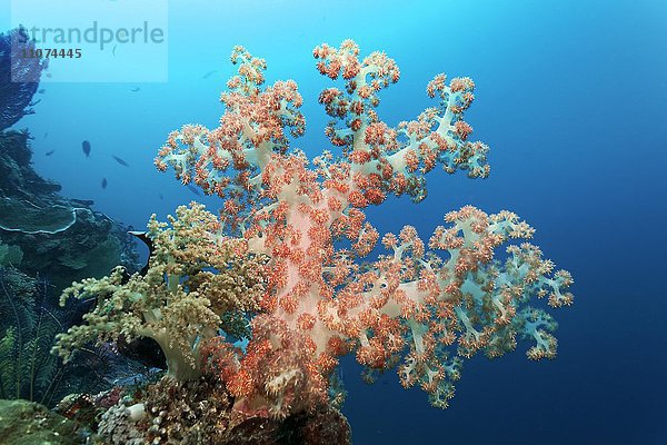 Weichkorallen vor Korallenriff (Dendronephthya sp.)  rot und weiß  Großes Barriereriff  Queensland  Cairns  Pazifischer Ozean  Australien  Ozeanien