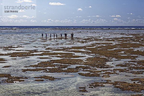 Touristen beobachten Tiere in Gezeitentümpeln  bei Ebbe auf Riffdach  Lady Elliot Island  Queensland  Pazifik  Australien  Ozeanien