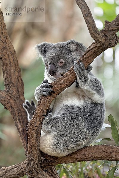 Koala (Phascolarctos cinereus) sitzt auf Ast im Baum  Brisbane  Queensland  Australien  Ozeanien