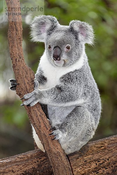 Koala (Phascolarctos cinereus) sitzt auf Ast im Baum  Brisbane  Queensland  Australien  Ozeanien