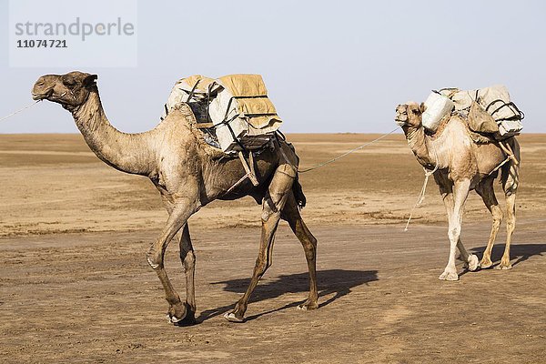 Kamele transportieren Salz aus den Salinen von Dallol  Danakil-Depression  Afar-Dreieck  Äthiopien  Afrika