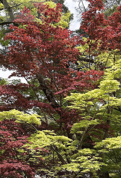 Grüne und rote Blätter vom Japanischen Ahorn (Acer japonicum)  Garten von Nanzen-ji Zen buddhistischen Tempel  Kyoto  Japan  Asien