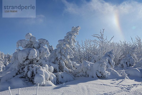 Fichten im Schnee  Winterwald am Fichtelberg bei Sonnenschein  Erzgebirge  Sachsen  Deutschland  Europa