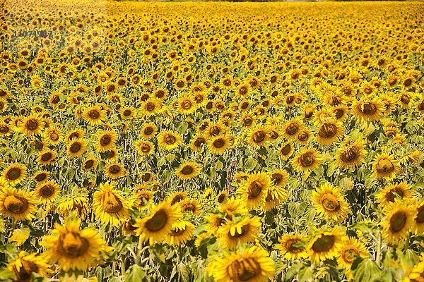 Sonnenblumenfeld bei Meißen  Sachsen  Deutschland  Europa