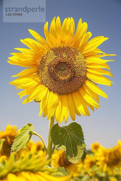 Blüte einer Sonnenblume (Helianthus annuus) auf einem Sonnenblumenfeld  Sachsen  Deutschland  Europa