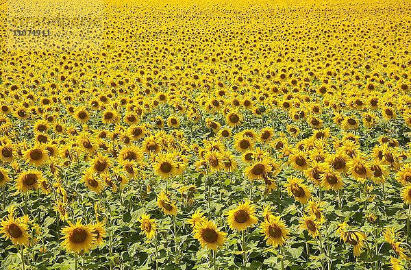Sonnenblumenfeld bei Meißen  Sachsen  Deutschland  Europa