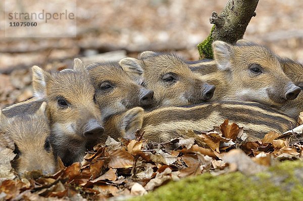 Wildschwein (Sus scrofa)  Frischlinge wärmen sich gegenseitig  Nordrhein-Westfalen  Deutschland  Europa