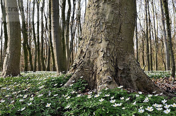 Berg-Ahorn (Acer pseudoplatanus)  Rotbuchen (Fagus sylvatica)  Laubwald im Frühling mit Buschwindröschen (Anemone nemorosa)  Nordrhein-Westfalen  Deutschland  Europa