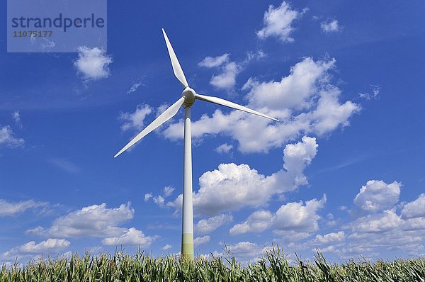 Windkraftwerk im Maisfeld mit Wolkenhimmel  Nordrhein-Westfalen  Deutschland  Europa